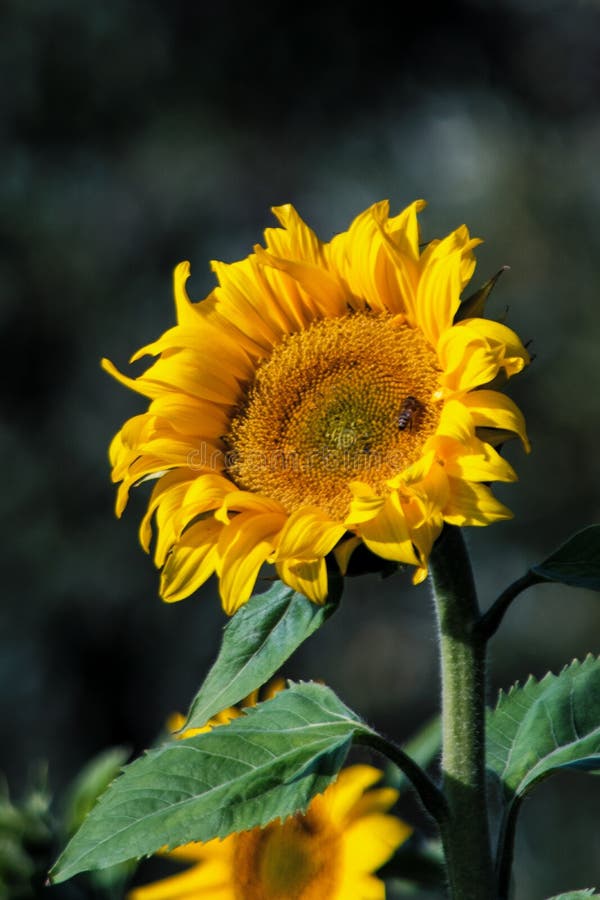Flower, Sunflower, Yellow, Sunflower Seed Picture. Image 112593356