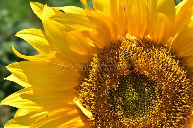 Flower, Sunflower, Yellow, Sunflower Seed Picture. Image 113242052