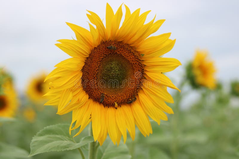 Flower, Sunflower, Yellow, Sunflower Seed Picture. Image 120554784