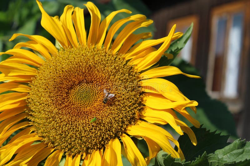 Flower, Sunflower, Yellow, Sunflower Seed Picture. Image 132189214