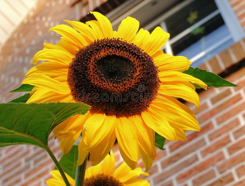 Flower, Sunflower, Yellow, Sunflower Seed Picture. Image 97143135