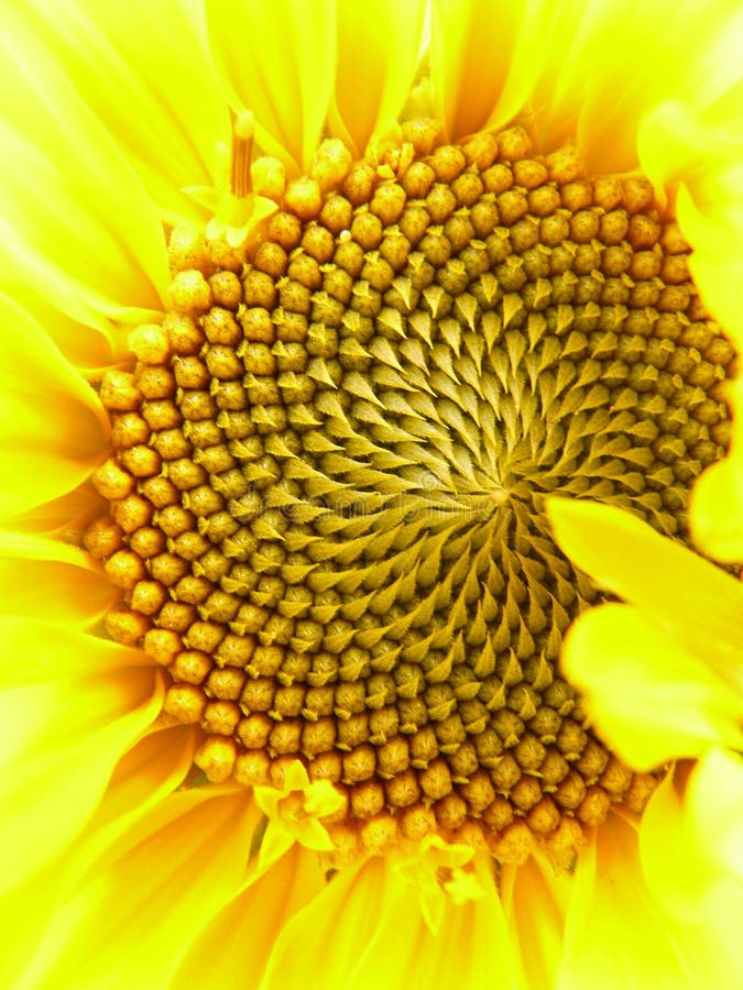 Sunflower, Flower, Yellow, Sunflower Seed Picture. Image 113067353