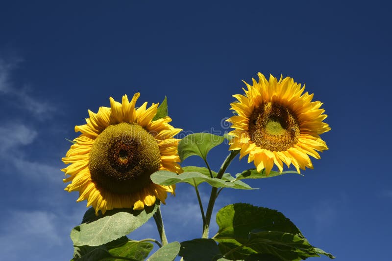 Flower, Sunflower, Yellow, Sky Picture. Image 107901823