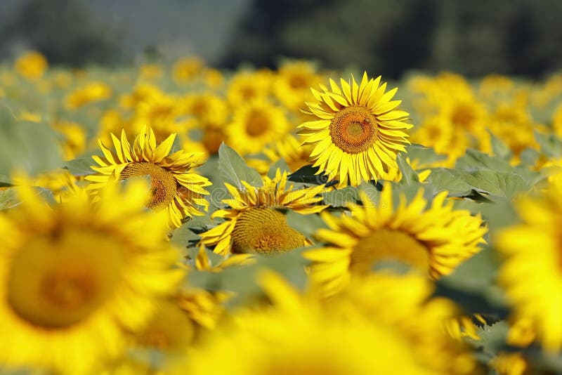 A flower in a sunflowers field