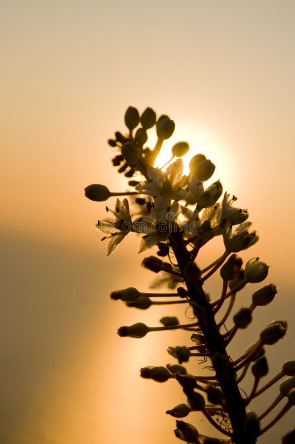 Flower Sunset royalty free stock images Flower Sunset royalty free stock images