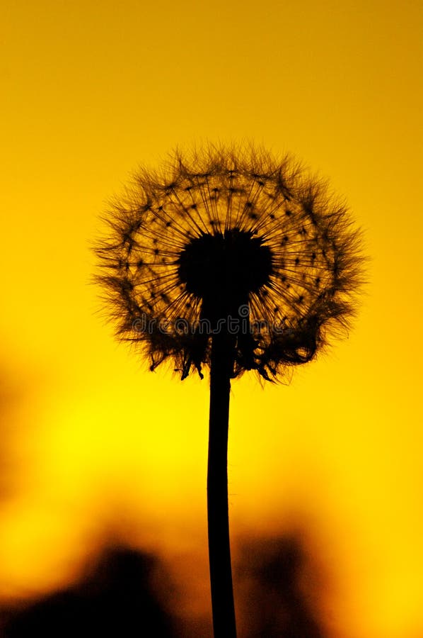 Silhouette einer Blume mit warmen Sonnenuntergang als hintergrund.