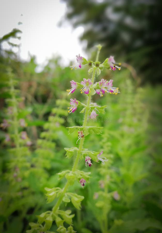 Flower of Holy Basil, Ocimum Sanctum in the Garden. Vegetables, Stock