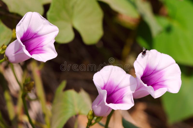 Flower sweet potato stock photo. Image of chlorophyll 59639582