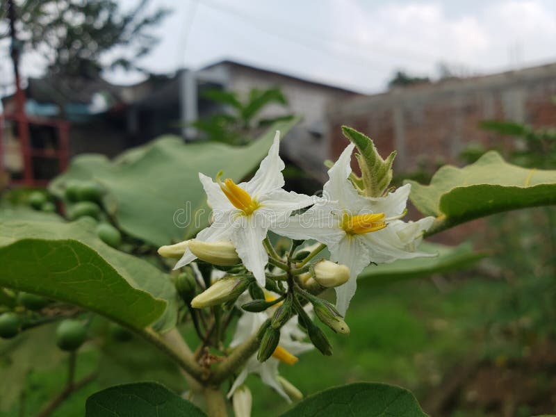 The Flower of the Takokak Tree Whose Fruit Can Be Eaten As Fresh Vegetables Stock Photo Image
