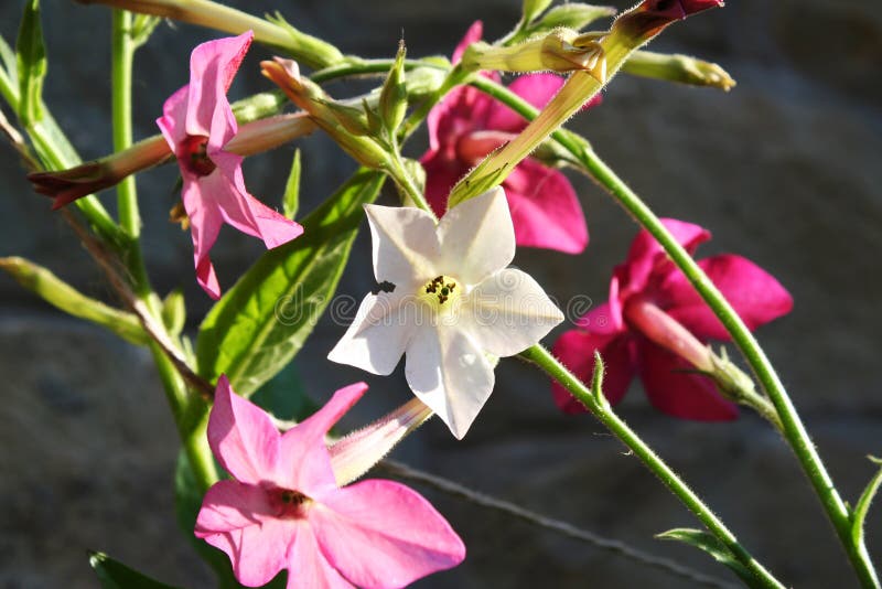 Flower of tobacco