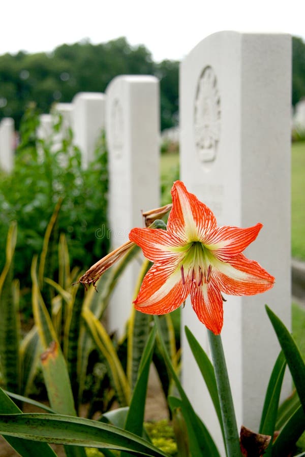 Flower among the Tombs stock image. Image of memorial 2965583