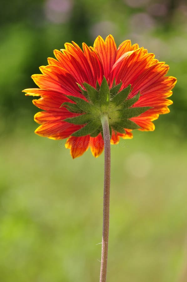 Flower toward the sun. stock image. Image of single, alone 42302725
