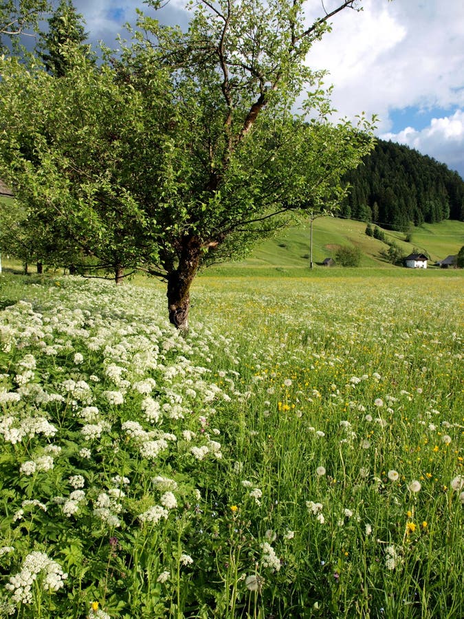 Flower and tree