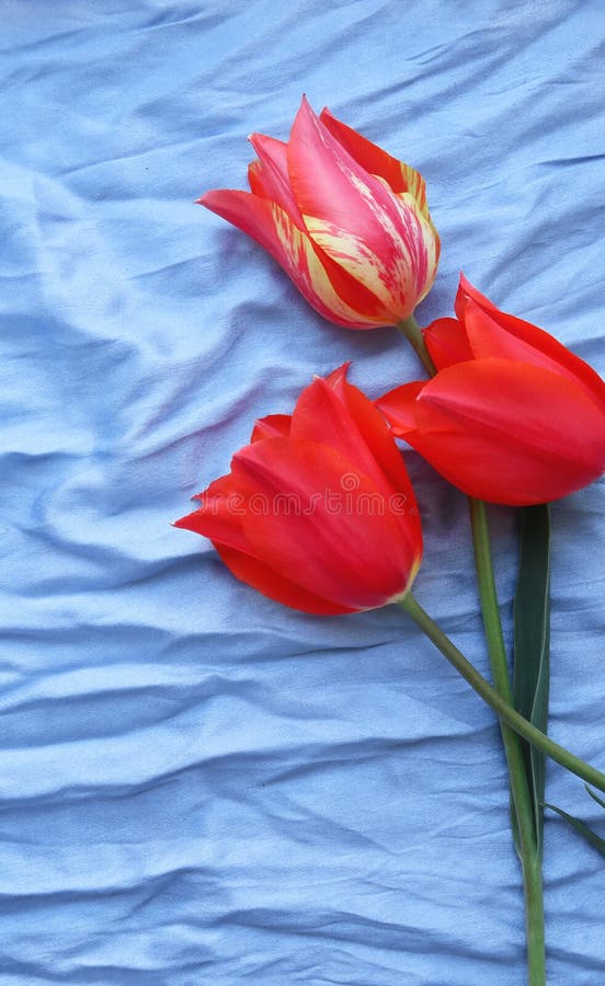 Flower tulip on blue silk stock photo. Image of floral 181653920