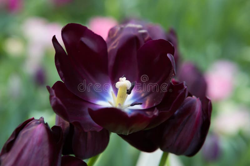 Flower Tulip Queen of Night