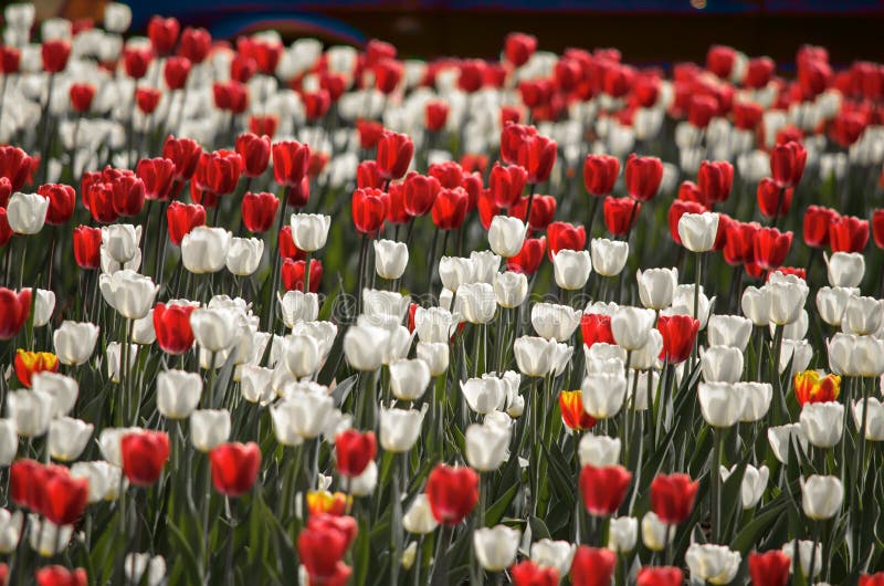 Flower tulips background. Beautiful view of red and white tulips and sunlight. field of tulips