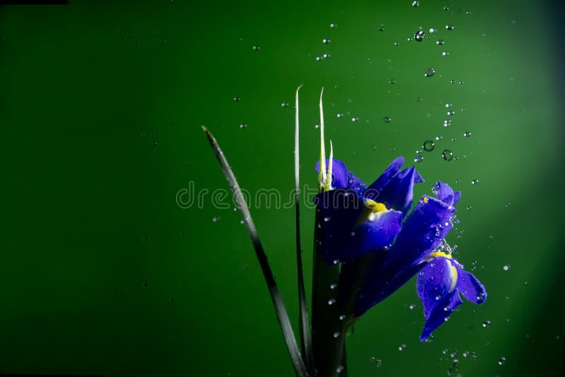 Flower under rain drops