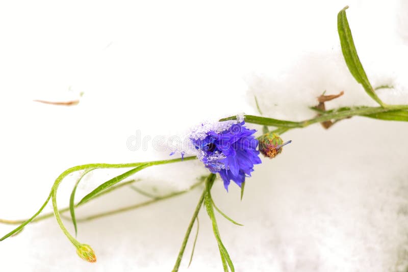 Flower under snow royalty free stock photos