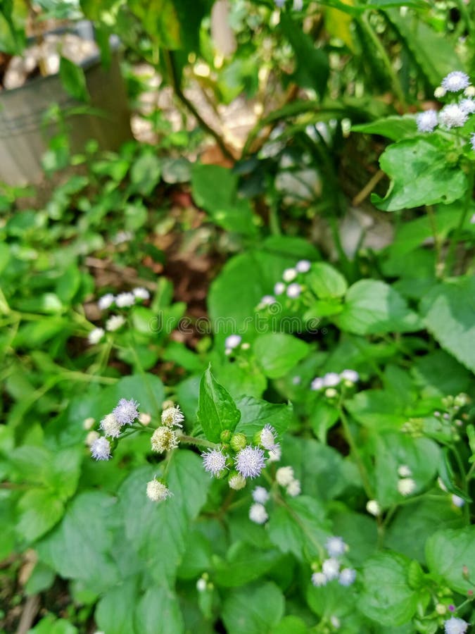 Flower Under the Tree, Fire Works Flower Look Like Stock Photo Image