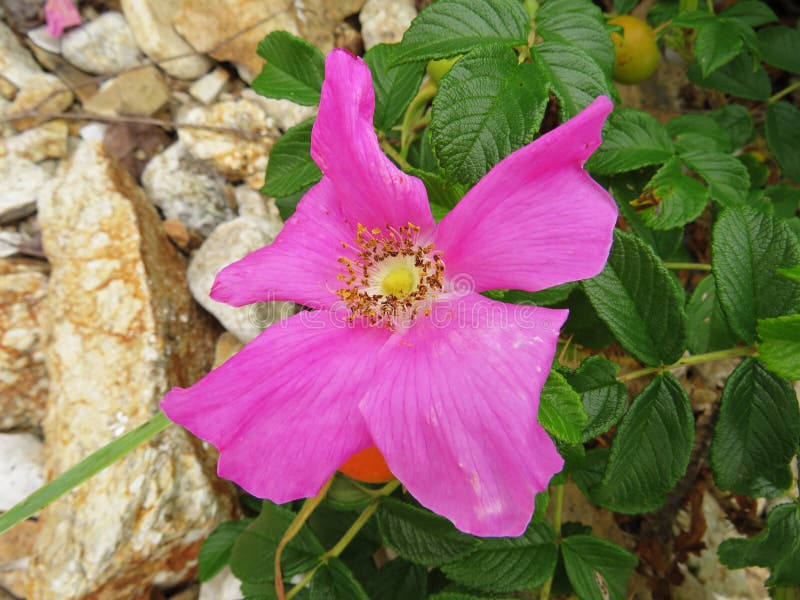 Flower and unripe fruits of beach rose Rugosa Rose Rosa rugosa with green leaves stock images Flower and unripe fruits of beach rose Rugosa Rose Rosa rugosa with green leaves stock images