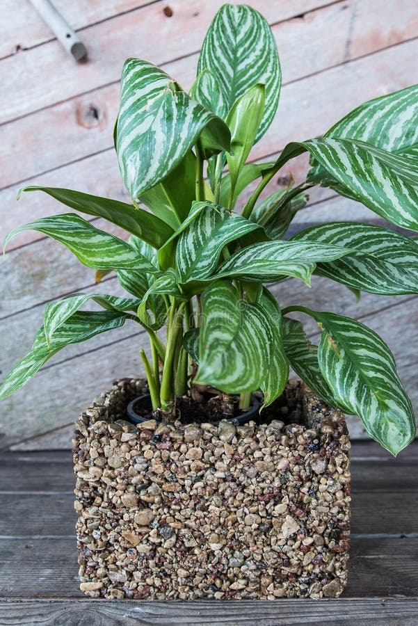 Flower Vase Made of Pebbles Stock Image Image of closeup, bowl 215831945