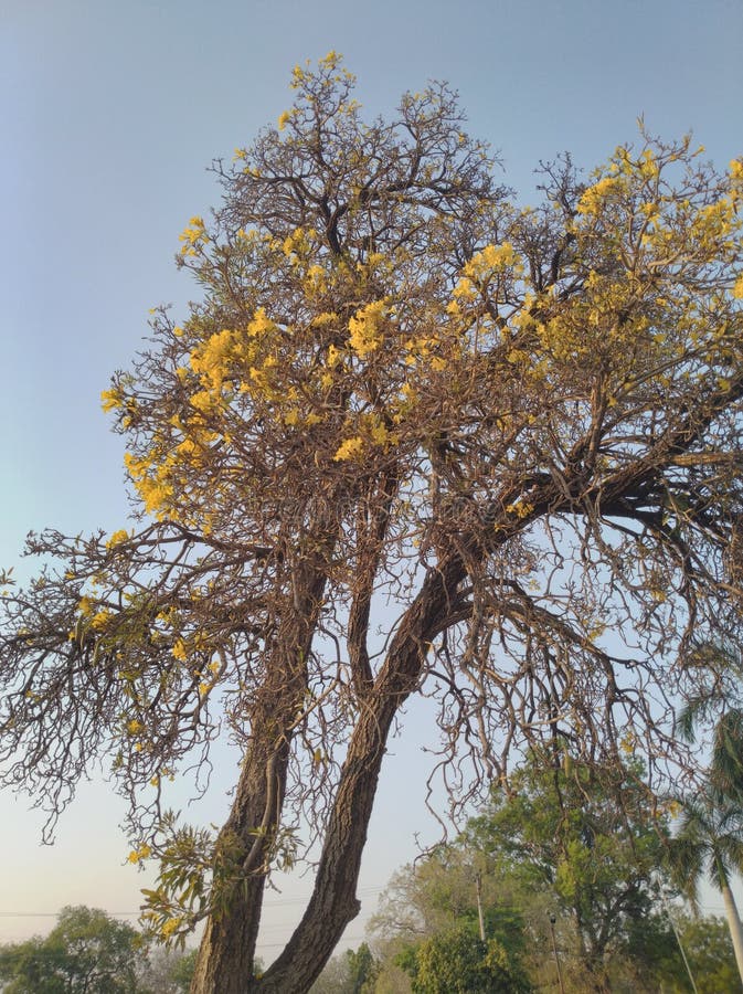 Flower in vellore stock photo. Image of india, tamil 161279978