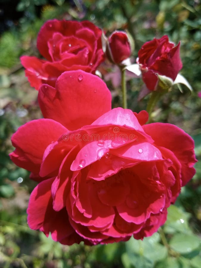 Nice rose stock photo. Image of color, purple, nice, flower 72231628