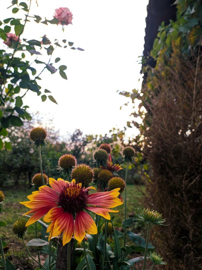 Village And Flower Plantation Scenery In Wanfenglin,Guizhou In C Stock