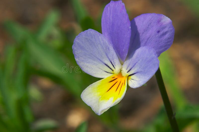 Flower of violet