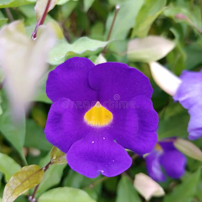 Flower Violet Nice in Happy Sunday Stock Image Image of flower
