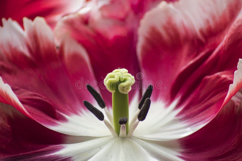 Flower with visible pollen stock photo. Image of petal 115290258