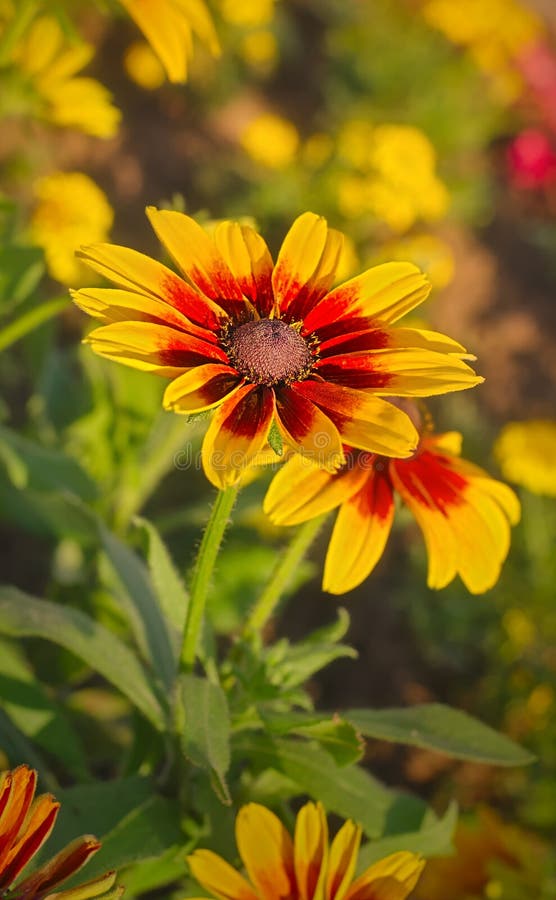 Garden Flower With Big Scarlet To Yellow Gradient Petals ...