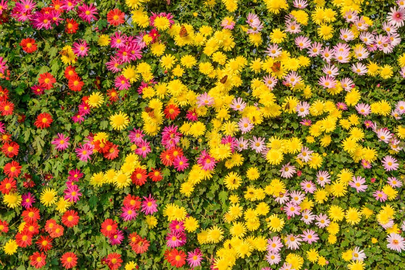 Flower wall stock image. Image of seasonal, branch, foliage 42620971