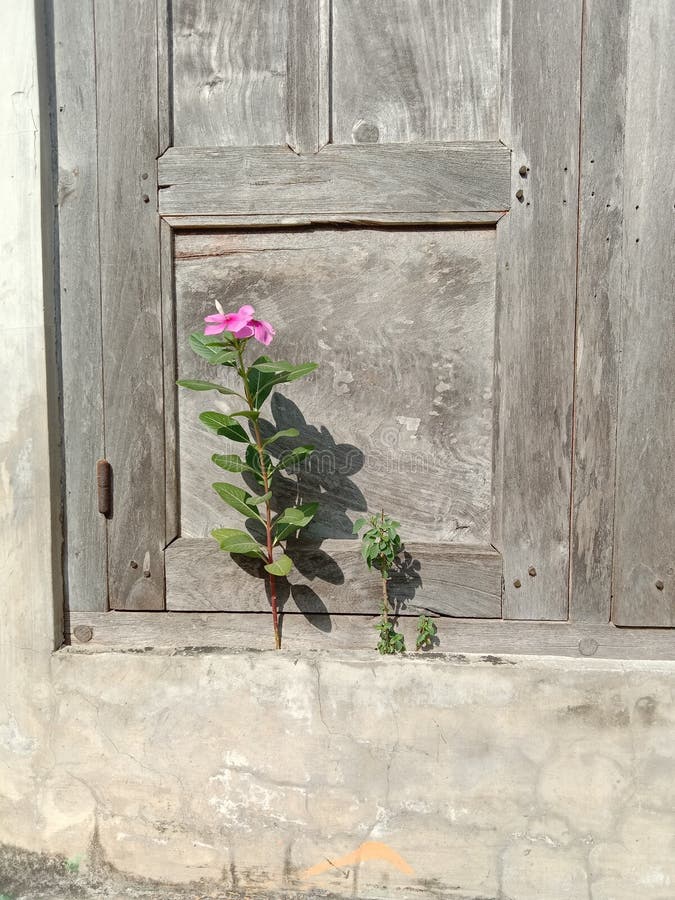 Flower on the wall stock image. Image of wall, alive 264243463