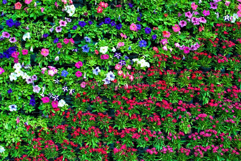 Flower wall stock photo. Image of house, spring, group 48819734