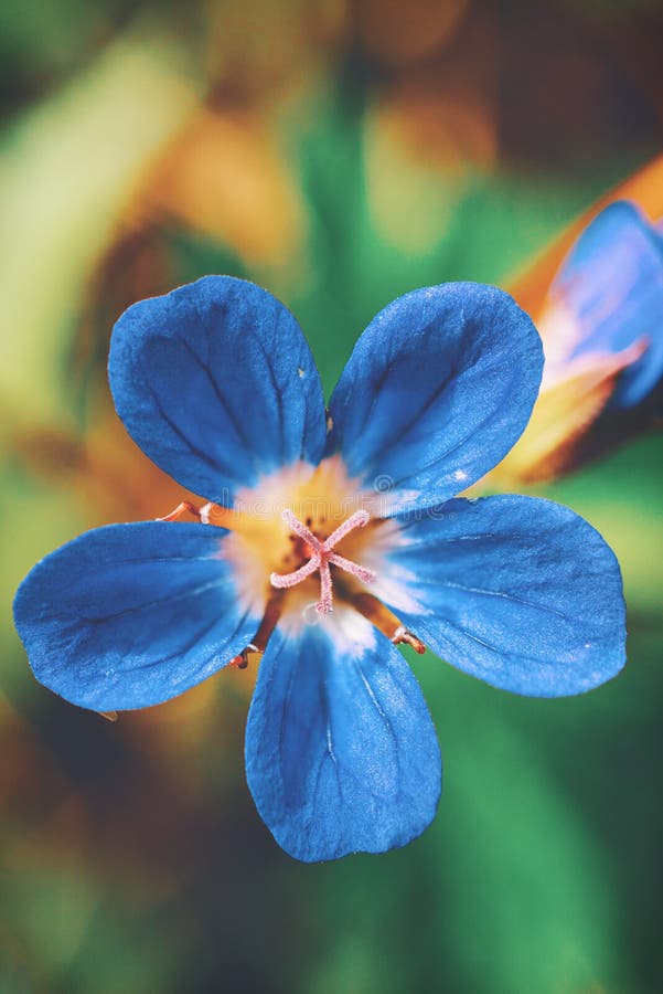 1,879 Mobile Wallpaper Flower Stock Photos - Free & Royalty-Free Stock Photos from Dreamstime 1,879 Mobile Wallpaper Flower Stock Photos - Free & Royalty-Free Stock Photos from Dreamstime