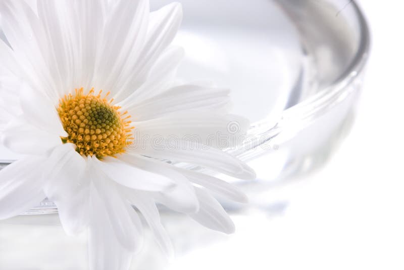 Face Cream stock photo. Image of cleanse, renew, dermatological 33382300