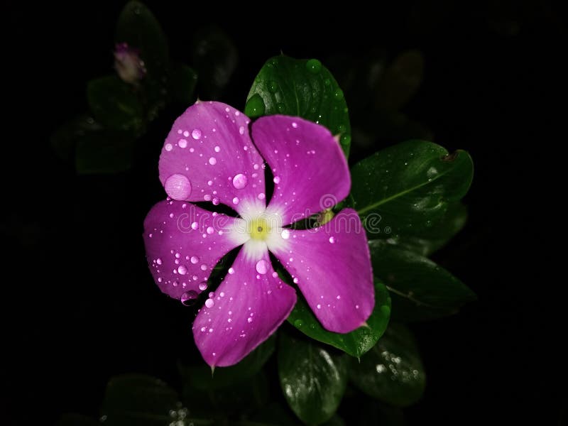 Flower water drop pink color black background stock photo.