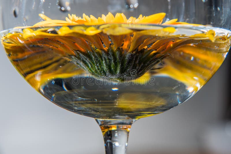 Glass stock image. Image of flower, green, glass, water 113360679