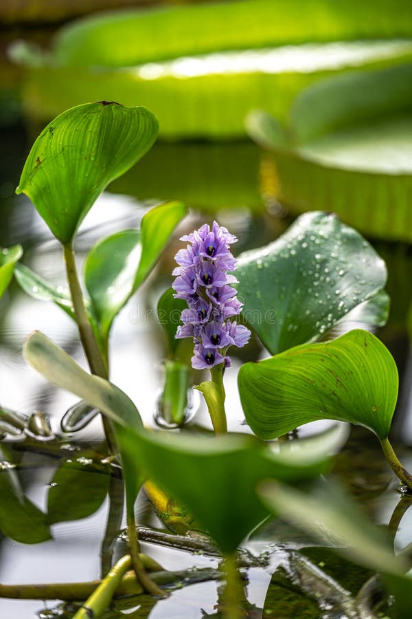 Flower of a Water Hyacinth stock image. Image of park 256742033