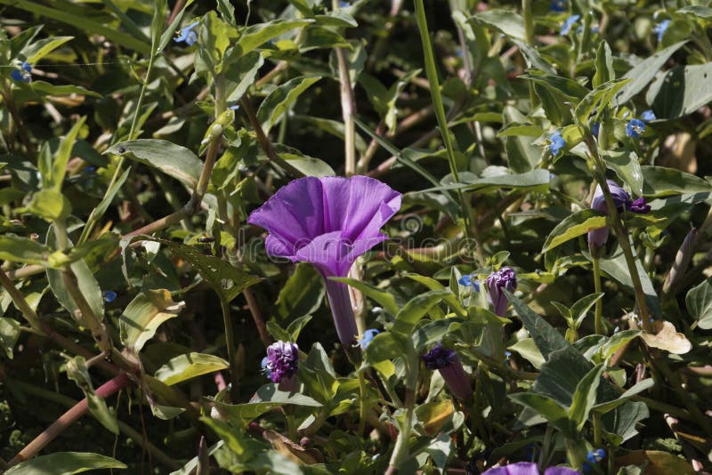779 Water Spinach Flower Stock Photos Free & RoyaltyFree Stock Photos from Dreamstime