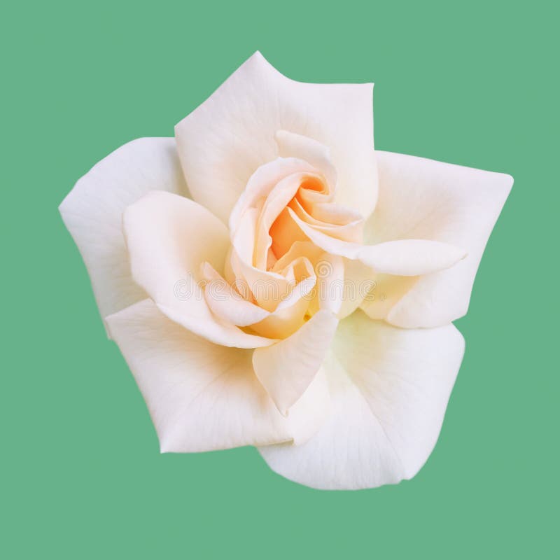 Flower white cream rose stock image. Image of passion 59937785