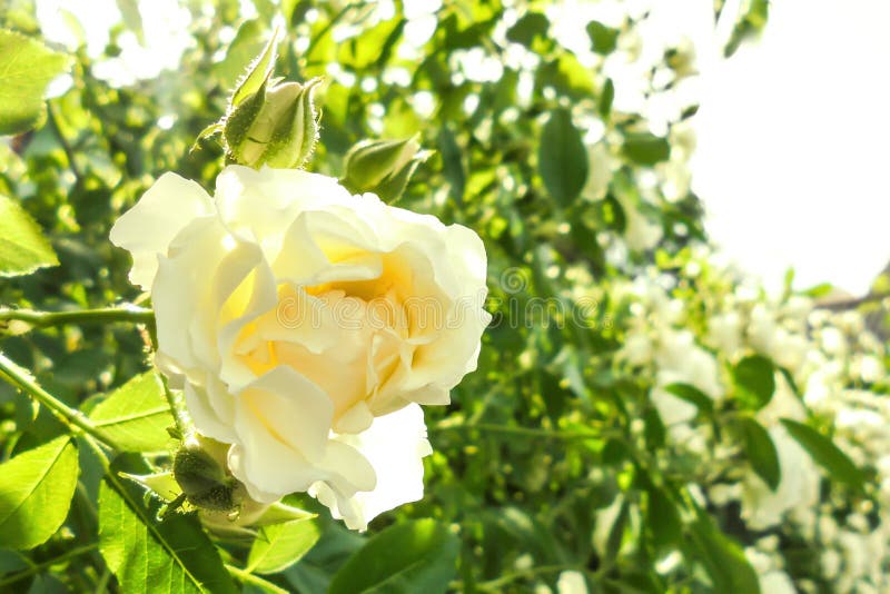 Flower Of A White Curly Rose Blooms In The Garden Stock Photo Image