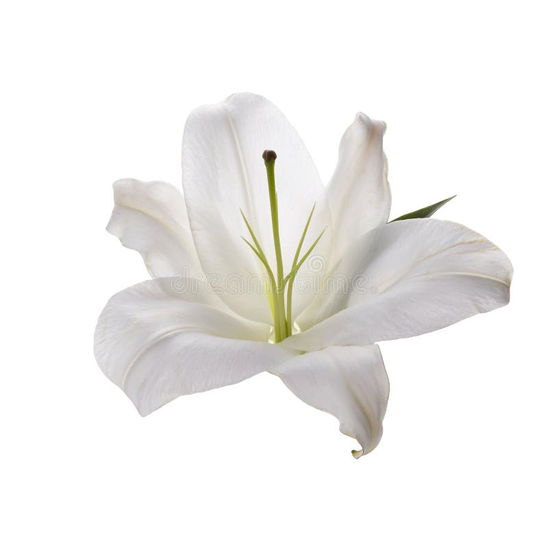 Flower White Lily Isolated On White Background Stock Photo Image of flower, flores 180591796