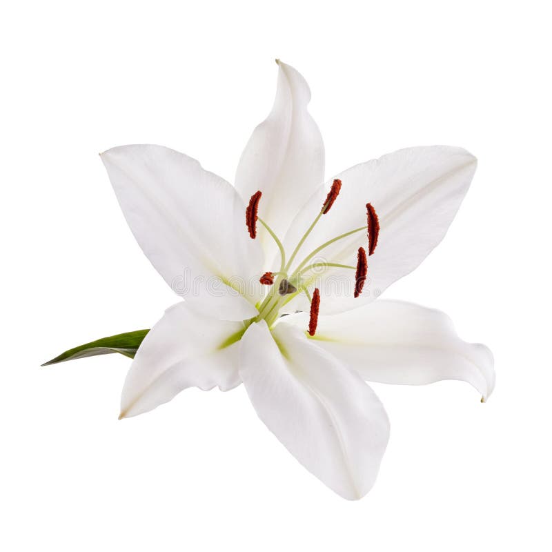 41,267 White Lily Isolated Photos - Free & Royalty-Free Stock Photos