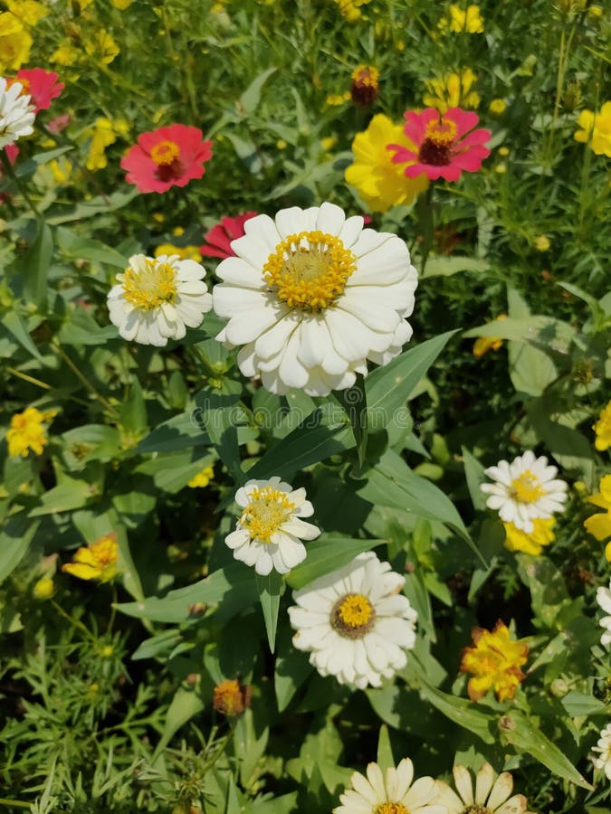 Flower White Plant Daisy Beautiful Stock Photo Image of lawn, field 265370528