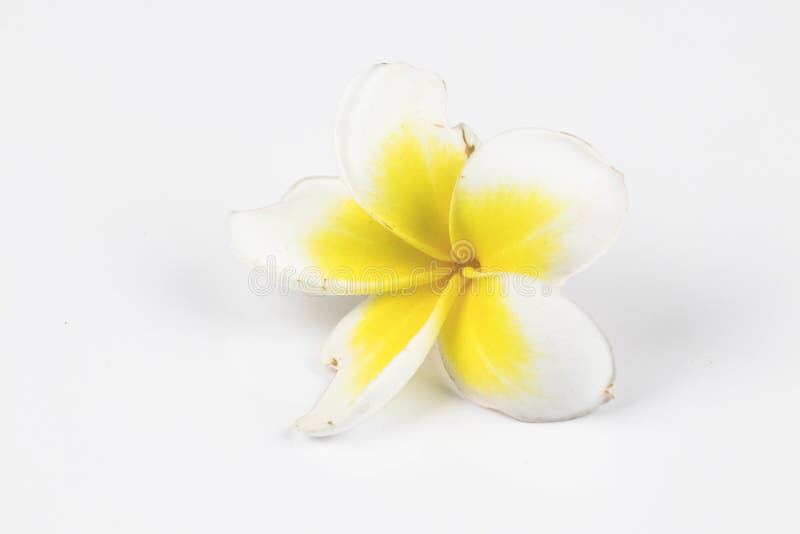Single Flower with White Background for Greeting Stock Image - Image of  greeting, birthday: 131562297
