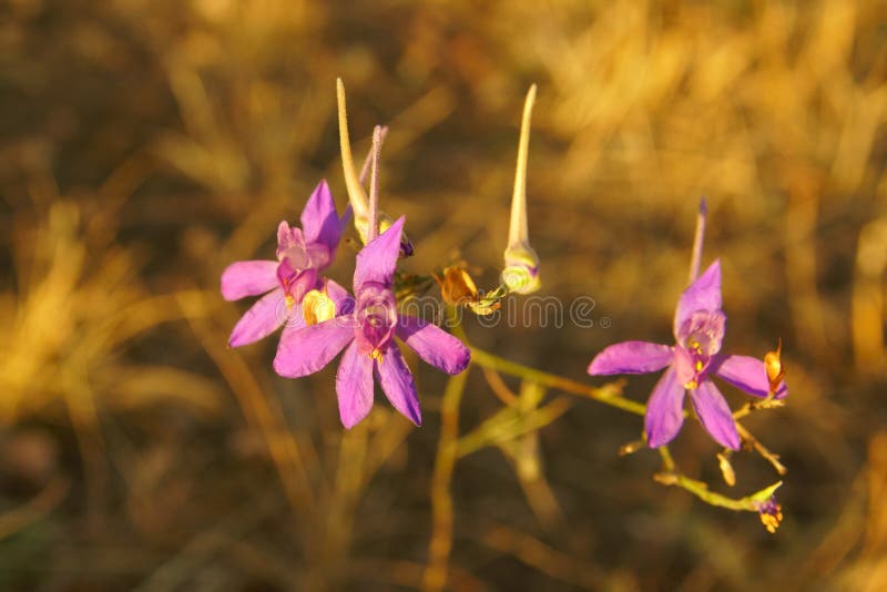 Flowers are blooming under autumn sun stock photo Flowers are blooming under autumn sun stock photo
