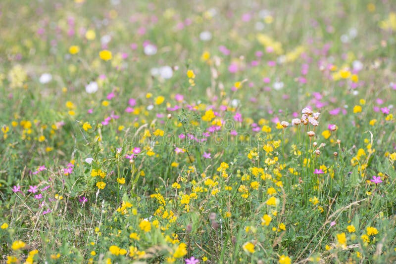 Flower Wildflower Yellow Meadow Picture Image 116611932