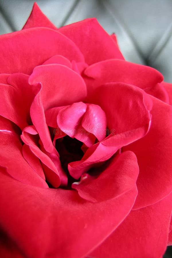 Foto de crotch female health flower. Red Rose. White background do Stock